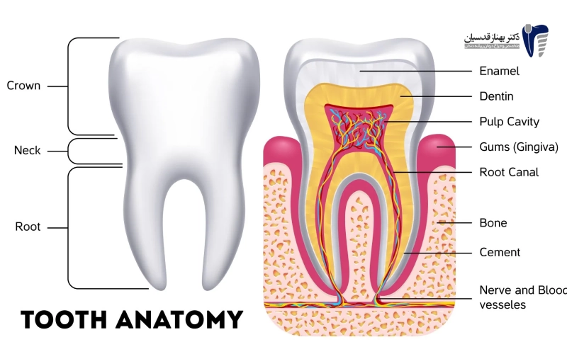 ساختار دندان و عصب کشی آن